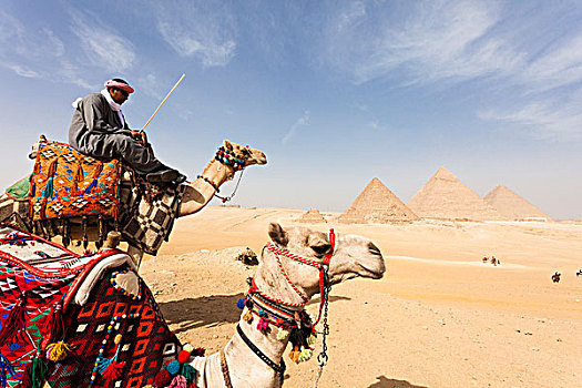 贝多因人,男人,骆驼,正面,吉萨金字塔,埃及
