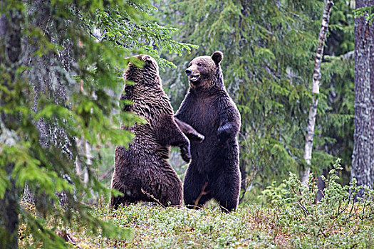 两个,熊