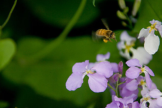 鲜花