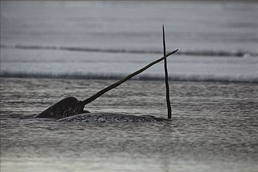 独角鲸,一角鲸,巴芬岛,加拿大