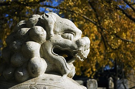 中国,北京,庙宇,装饰,狮子,雕塑,坐,秋叶