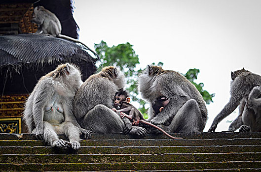 灰色,长尾,短尾猿,巴厘岛,庙宇,台阶