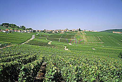 法国,香槟阿登大区,葡萄园,全视图