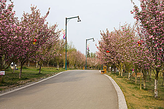 四川春天樱花