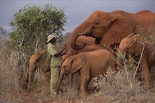 非洲象,看护,交谈,12岁,孤儿,东察沃国家公园,肯尼亚