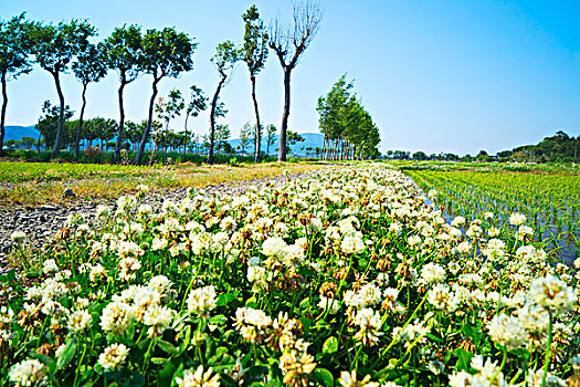 稻田,种植,三叶草,乡村风光