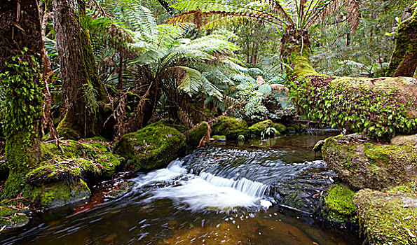河流,温带雨林,地点,国家公园,塔斯马尼亚,澳大利亚