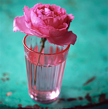 粉红玫瑰,粉色,玻璃