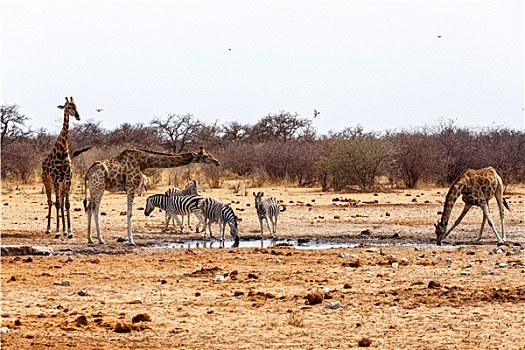 长颈鹿,斑马,喝,水坑