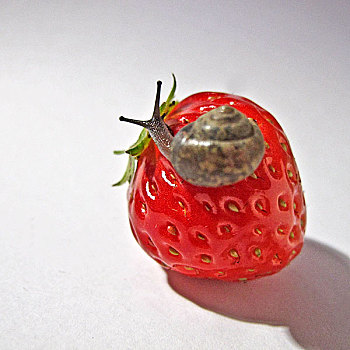 草莓上的蜗牛