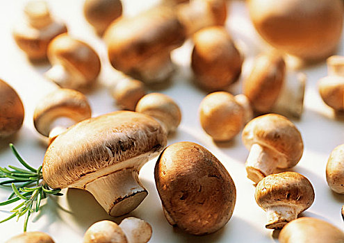 褐蘑菇,迷迭香