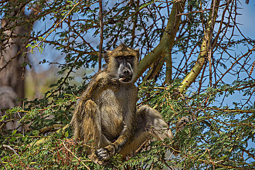 肯尼亚安博西里国家公园狒狒