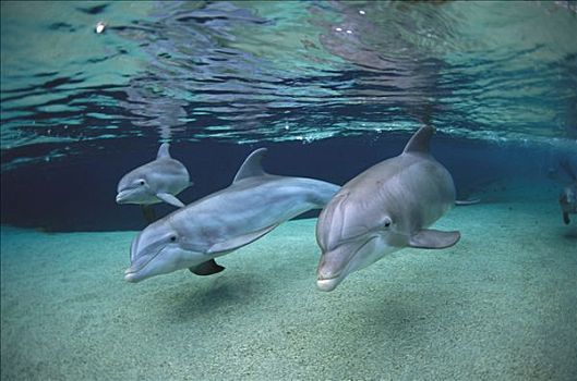 宽吻海豚,三个,游泳,浅水,夏威夷
