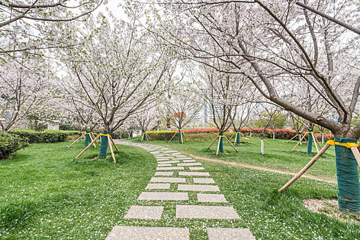 樱花,盛开,南京,玄武湖公园