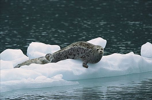 斑海豹,母兽,幼仔,休息,浮冰,阿拉斯加
