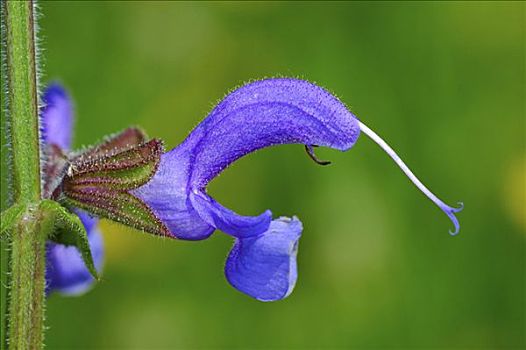 鼠尾草