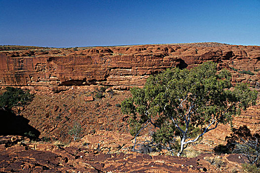 树,风景,国王峡谷,国家公园,北领地州,澳大利亚