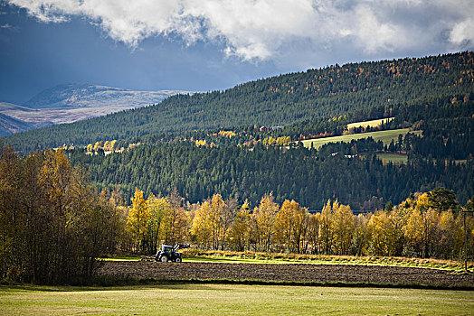 拖拉机,工作,地点,秋天,挪威