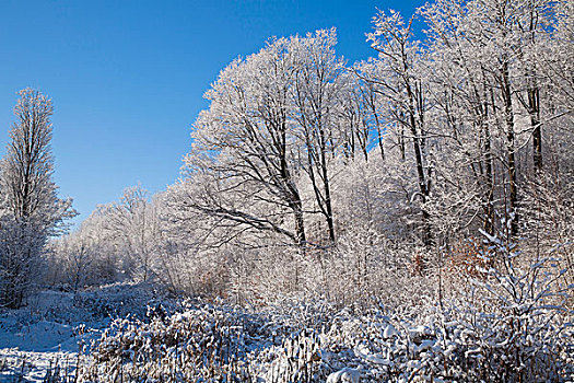 积雪,枫树,铁,山,魁北克,加拿大