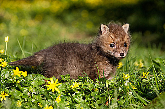 红狐,狐属,幼兽,花,诺曼底