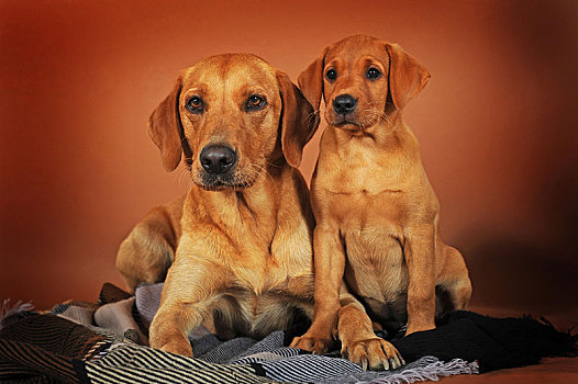 拉布拉多犬,黄色,母狗,小狗,毯子,奥地利,欧洲