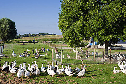 家禽饲养,鹅,诺曼底,法国