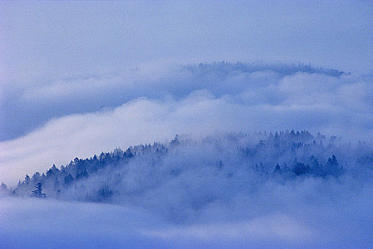 树林,遮盖,雾,半岛,温哥华岛,不列颠哥伦比亚省,加拿大