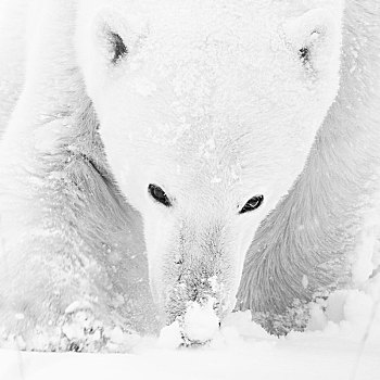 北极熊,雄性,雪,特写,西部,哈得逊湾,丘吉尔市,曼尼托巴,加拿大,北美