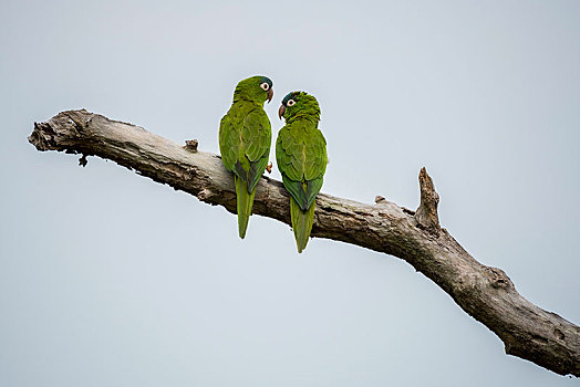 长尾鹦鹉,动物,坐,夫妇,枝头,潘塔纳尔,南马托格罗索州,巴西,南美