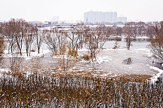 城市雪景