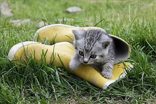小猫,胶靴