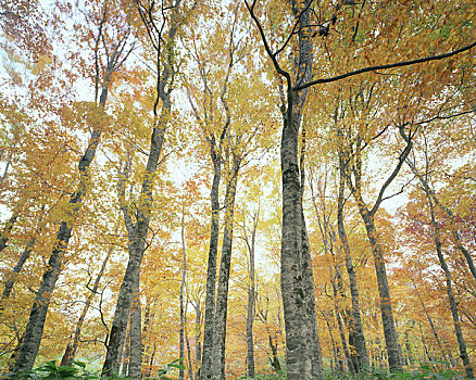 山毛榉,树林,秋叶