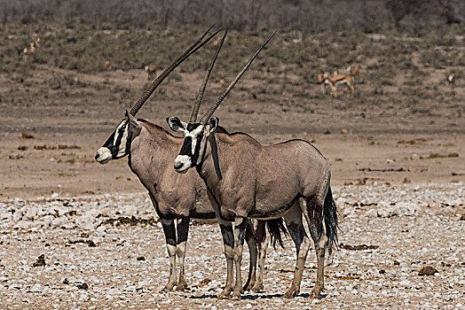雄性,南非大羚羊,羚羊,埃托沙国家公园,纳米比亚