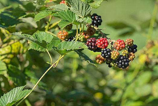 黑莓,悬钩子属植物,布尔根兰,奥地利,欧洲
