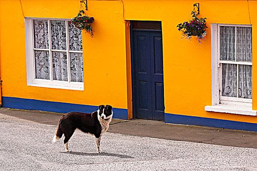 黄色,房子,狗,乡村,半岛,西部,科克市,科克郡,爱尔兰