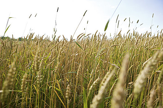 小麦,地点,伯林顿,安大略省,加拿大