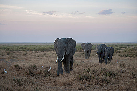 非洲大象114