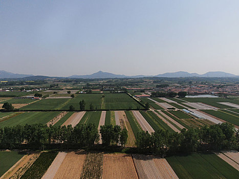 山东省日照市,航拍万亩麦田,绿油油一片丰收在望景象