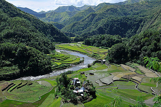 菲律宾,北方,吕宋岛,伊富高省,阶梯状,稻田