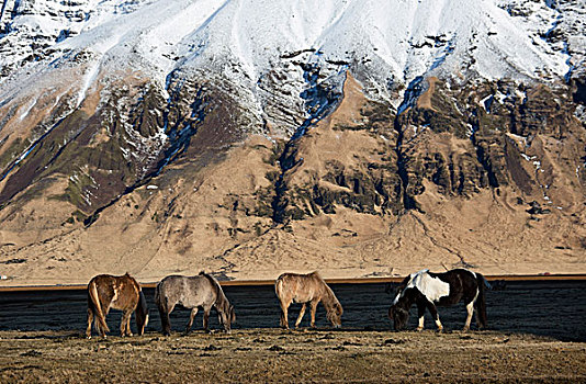 马,靠近,冰岛