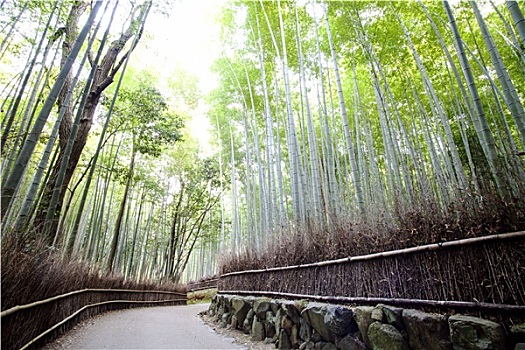 岚山,竹子,小路,日本