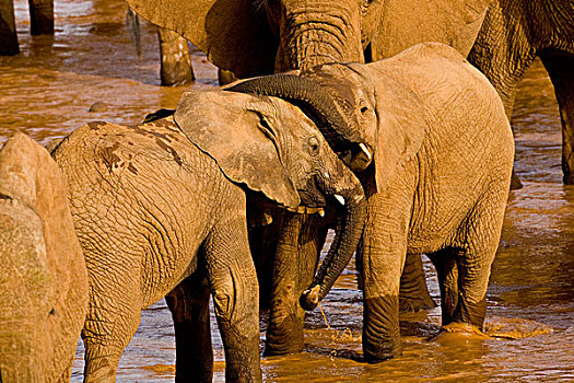 非洲,肯尼亚,大象,沭浴,喝,河