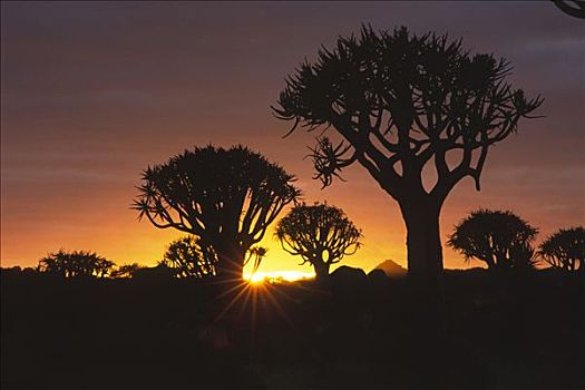 抖树,二歧芦荟,日落,农场,纳米比亚,非洲