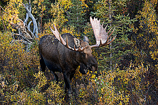 驼鹿,发情期,九月,苔原,北方针叶林,德纳里峰国家公园,阿拉斯加,美国