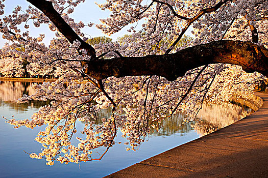 花,樱桃树,潮汐,华盛顿特区,美国