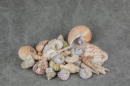 海洋生物海螺贝壳静物装饰品