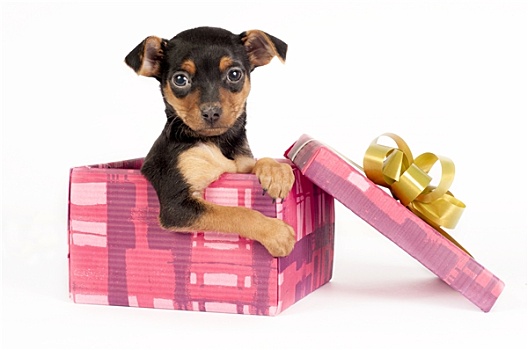 小狗,圣诞礼物,盒子