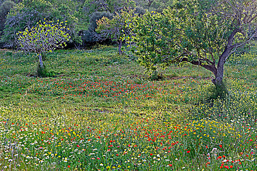 草地,杏树,野花,靠近,马略卡岛,巴利阿里群岛,西班牙,欧洲
