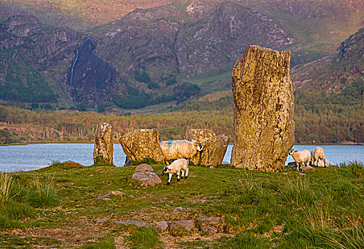 爱尔兰,巨石阵,绵羊