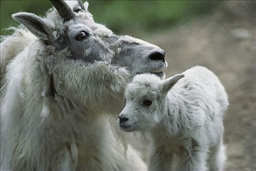 北美,石山羊,雪羊,母亲,西部